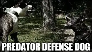 THE PREDATOR DEFENSE DOG - A QUICK LOOK AT THE HISTORY AND BREED STANDARD