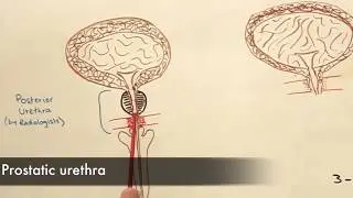 The Anatomy of the Urethra