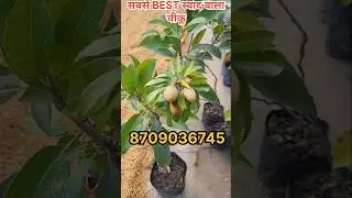 सबसे BEST स्वाद वाला चीकू | Kalipatti Chiku | Chiku Plant | #shortsfeed #shorts #ytshorts #viral