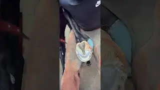 The satisfying art of hoof shaping explained #hoofcare #farrier #asmr
