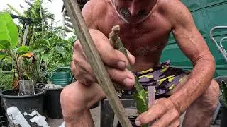 Re-grafting an exotic Chimera red Pitaya stem.
