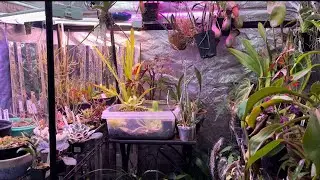 5x5 EXOTIC PLANT GROW TENT TOUR (Carnivorous, Orchids, Begonia + more)