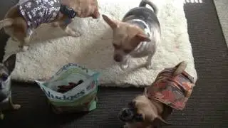 Nudges Dog Treats Review