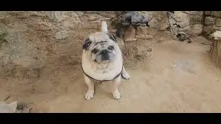 Dogs playing: Episode 20 dog boarding near by Dog Boarding and Training center in gurugram