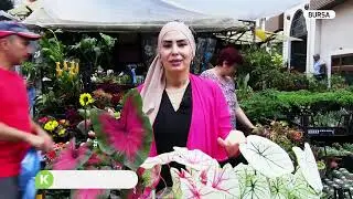 ÇİÇEKÇE | MELEK KANADI ÇİÇEĞİ BAKIMI VE YETİŞTİRİCİLİĞİ