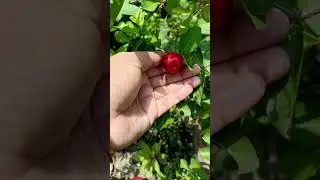 Amr bosano gach a cherry 🍒 hoycha#fruit#love#viral video#YouTube shorts#subscribe