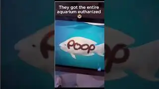 They got the entire aquarium euthanized 😭#memes #fish #funny