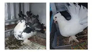Cute Pigeon Nesting at Night – Cozy Basket Home 🪺 #pigeon 