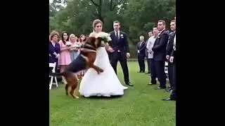 K9 Dog Saves Groom from Deceptive Bride &mdash; Her Hidden Past Shocked the Entire Town