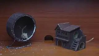 Cat TV Game Mouse Maze Hide & Seek   Treat Chase Action for Cats to Watch  Dog TV  4K 3 Hours