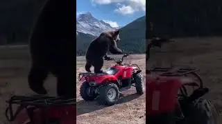 Bear Finds ATV