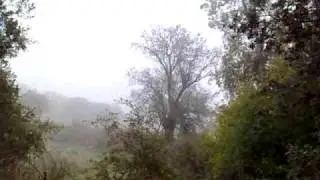 una bandada de pardillos