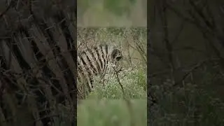 Hidden Stripes &mdash; A Zebra&rsquo;s Quiet Moment in the Bush | Peaceful_Tranquil