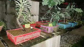 Cultivo en coladores ¿funciona?