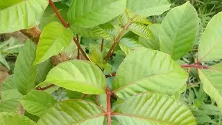 ও চাঁদ তুমি জেগে থাকো