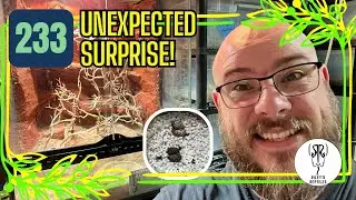 Unexpected Surprise! - no. 233