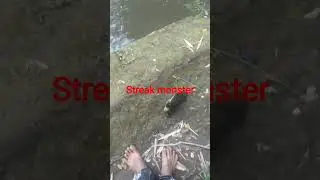 joran melenkung dihajar monster sungai #mancing #fishing #mancingmantap