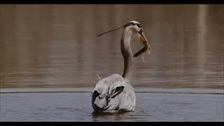 Blue Herons put on fishing clinic - Red Komodo X Wildlife