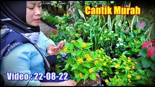 Jual Tanaman Romosan yg lain Musim & Aglonema Lokal Seger