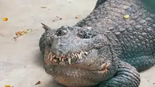 The Clever Monkey and the Greedy Crocodile