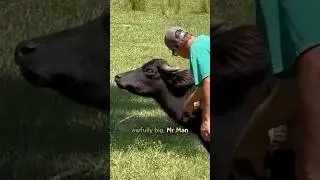 1000lbs Buffalos are like babies