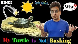 why my turtle is not basking | why turtle dont bask | turtle not basking | turtle basking tips hindi
