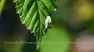 phyllobius urticae