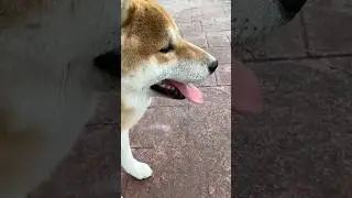 Shiba Has Fluffy Ears 👂