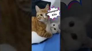 Cheating Cat Caught in the Act! 🐾💔 #cat #kucingkecilimut #catlover #fypkucing #fypyoutube