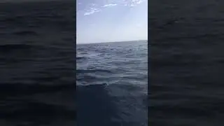 Salem Fish Tours hotel ras al hadd Oman