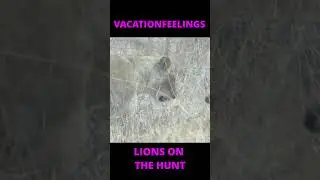 LIONS ON THE HUNT#viral#lion#video#hunt#animals#youtubeshorts#shortsfeed#animal#viralvideo#shorts