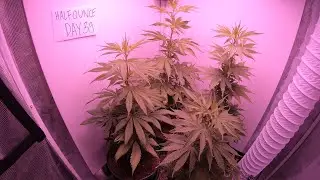 Day 39 HalfOunce GWS Marijuana Grow Update