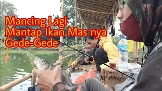Keseruan Mancing Harian Ikan Mas Bawal Patin Gurame Tiket 60rb Murah Meriah