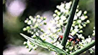 Naturbeobachtung Schlupfwespe(Aritranis director(Thunberg 1822)) auf Wiesen-Kerbel (Anthriscus )