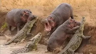 Wild Battle &ndash; Crocodiles vs Hippos (Life-or-Death Showdown)