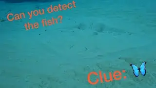 Discovering a Sea of Salps: Swimming with Spiny Butterfly Rays in Bat Galim, Haifa, Israel