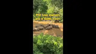 Wild Asian elephants play in muddy waters in SW China