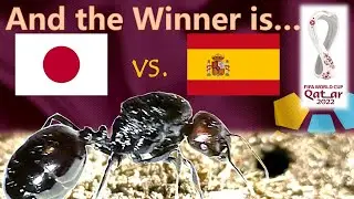 Japan vs Spain ⚽ World Cup 2022 Predictions | 🐜 Guessing Queen Ant