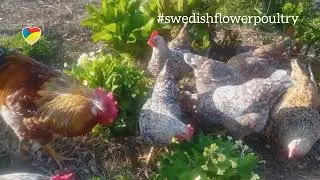 Evening Spring sunshine ☀️ with the Swedish Flower Hens 🇸🇪 💐 🐔 🐓