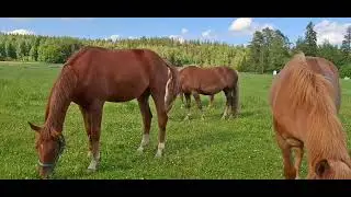 The Finnish Horse is friendly and cooperative #horse #cheval #finland