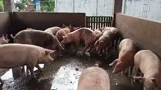 Pigs Fighting