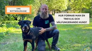 Hur formar man en trevlig och välfungerande hund?
