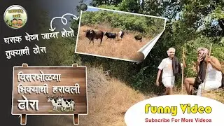 विसरभोळ्या भिक्याची हरावली ढोरा, घराक घेव्ण जायत होतो तुक्याची ढोरा #funnyvideo #gaonkaranchikarti