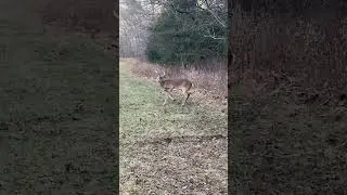 CRAZED BLIND BUCK WALKING IN CIRCLES | POSSIBLE CWD CASE? | VIRAL FACEBOOK VIDEO #shorts