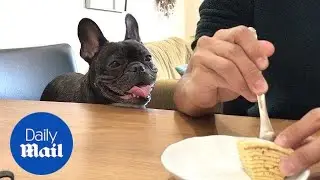 Adorable French bulldog watches owner eating cake - Daily Mail