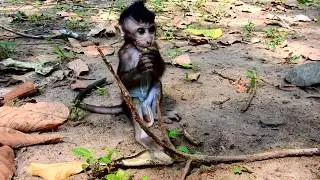 Sooo Pity Baby Maci Cos She is Carried by Mouth of Big Monkey Donny