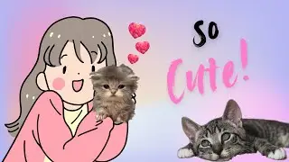 Unbelievable Kittens Moments That Will Melt Your Heart 😻 Cutest Baby Cats
