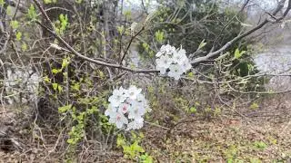 Sightseeing around Crab Orchard Lake in Southern Illinois#shawneenationalforest #southernillinois