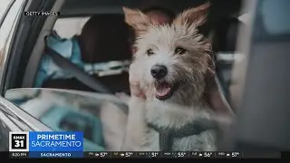 The Answer: What determines a dog's lifespan?