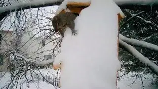 Eastern Gray Squirrel in Snowstorm